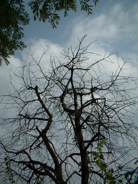 Tronchi